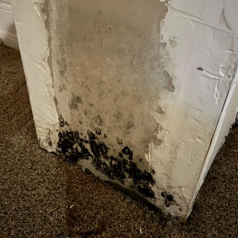 Professional Mold Removal in Lavaca, AR